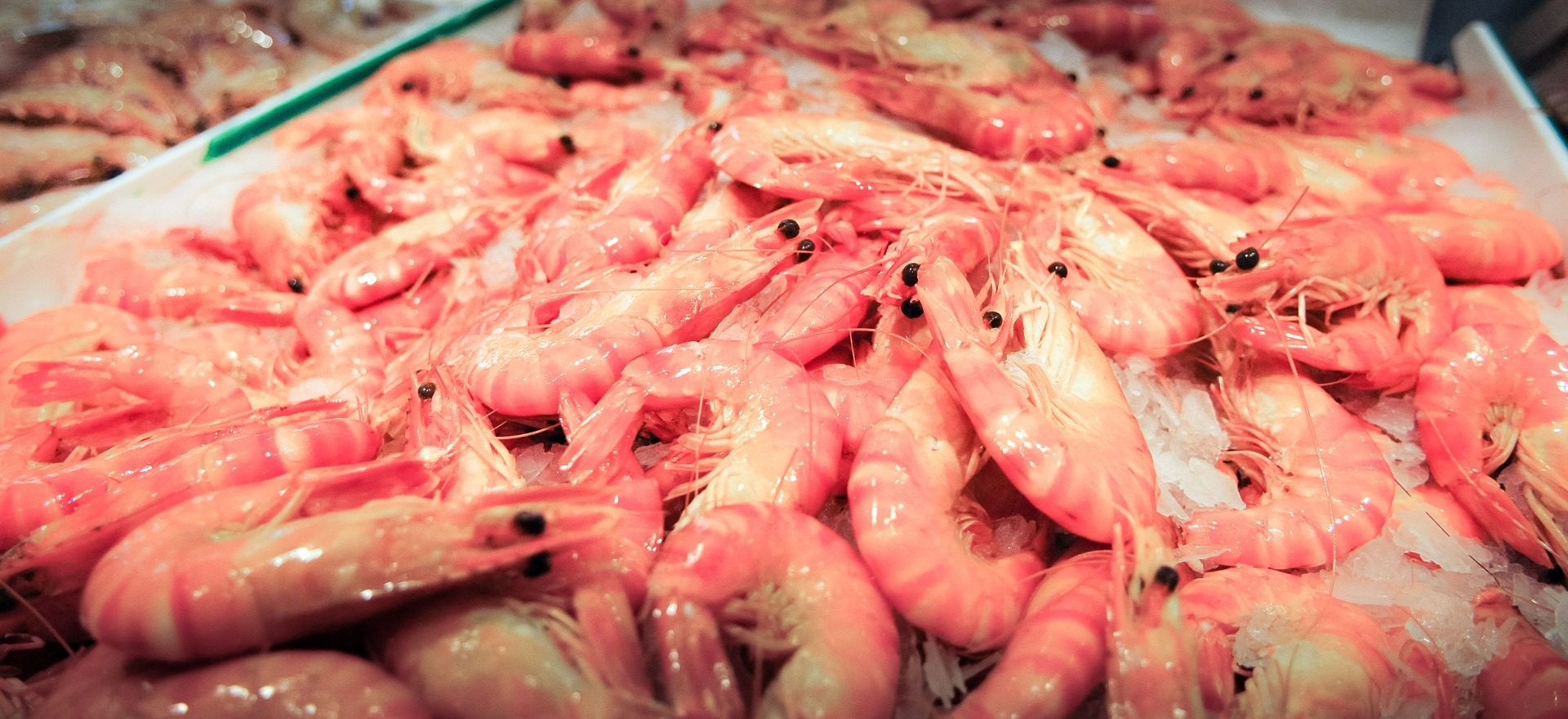 Cuire les crevettes fraîches