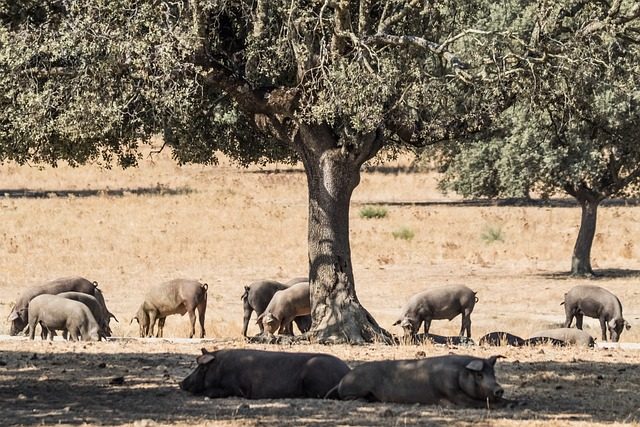 The best Iberian products and their preparation